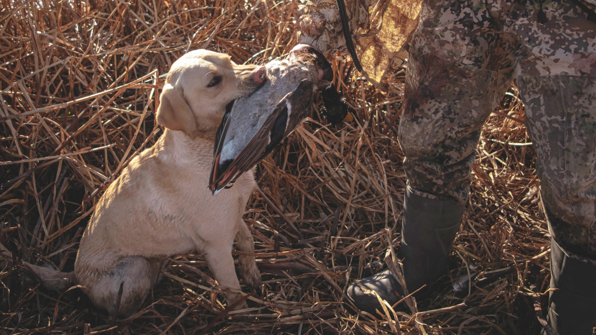 Video: How to Jump Shoot Ducks