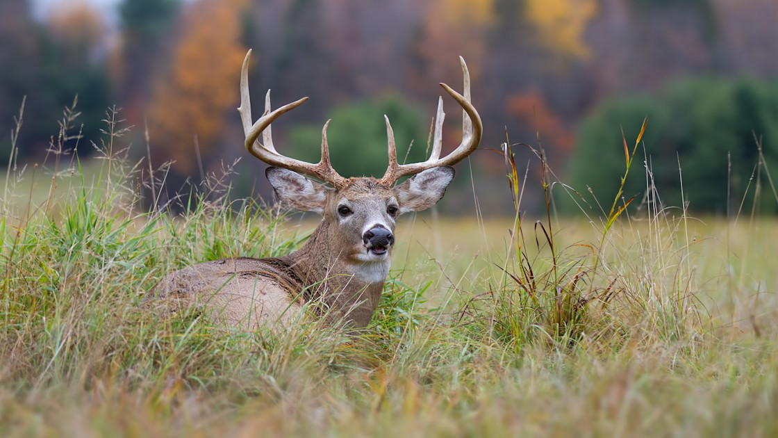 How to Play the Draw Game for Whitetails How to Play the Draw Game for Whitetails