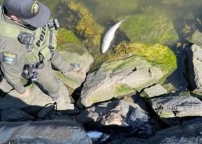 rockfish in rocks