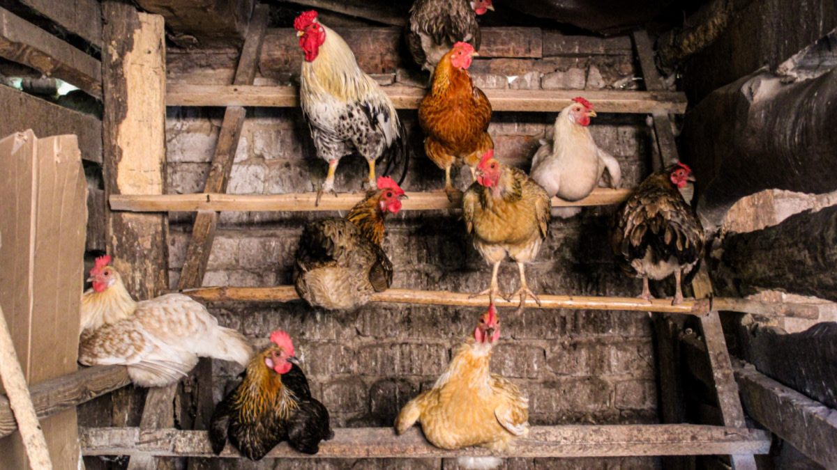 8 Things You Need to Start Raising Chickens