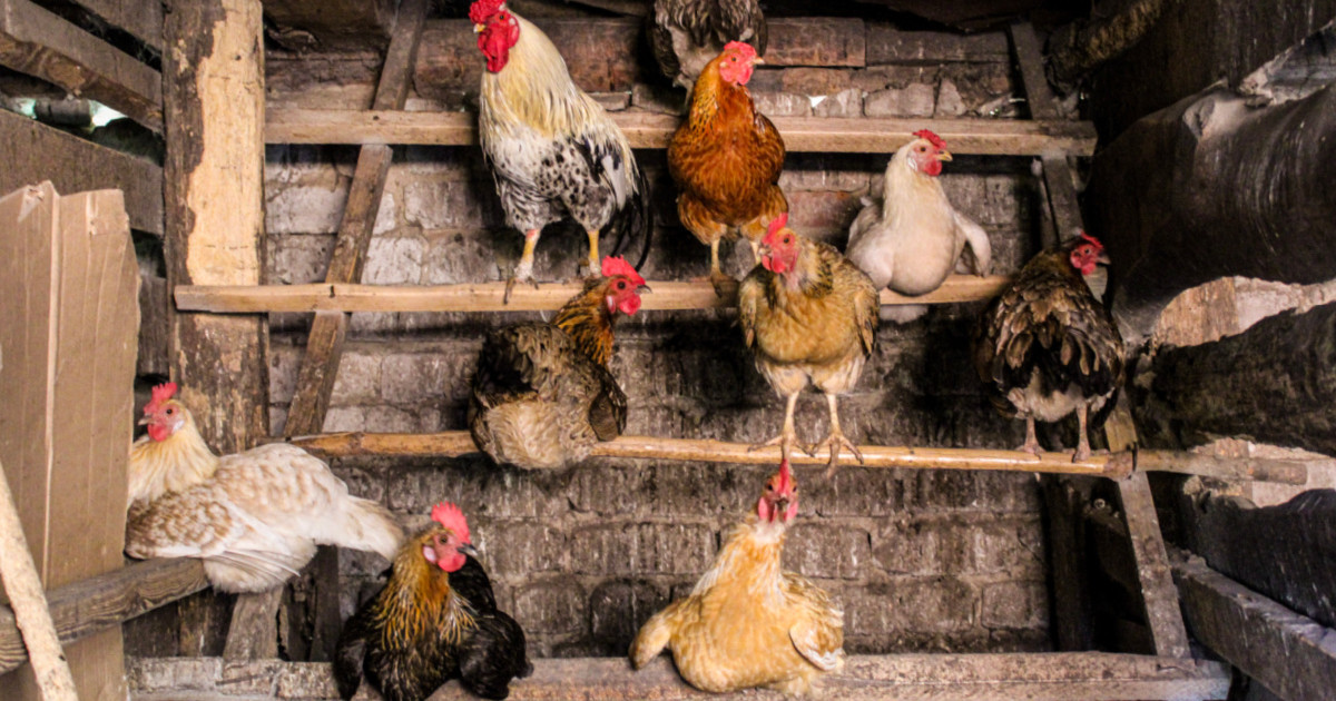 8 Things You Need to Start Raising Chickens | Wild + Whole