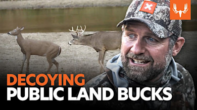 Decoying Public Land Whitetails