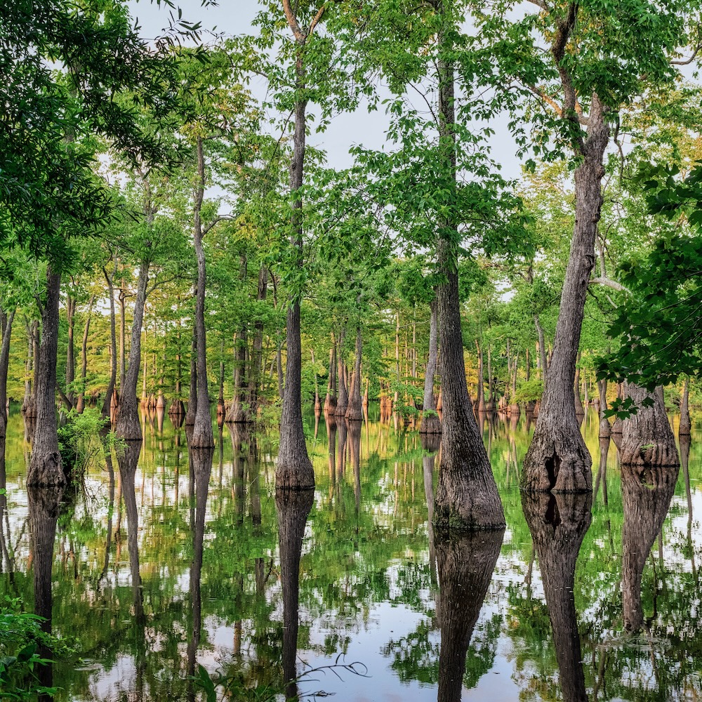 Cache River National Wildlife Refuge