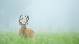 6 States to Target Velvet Bucks