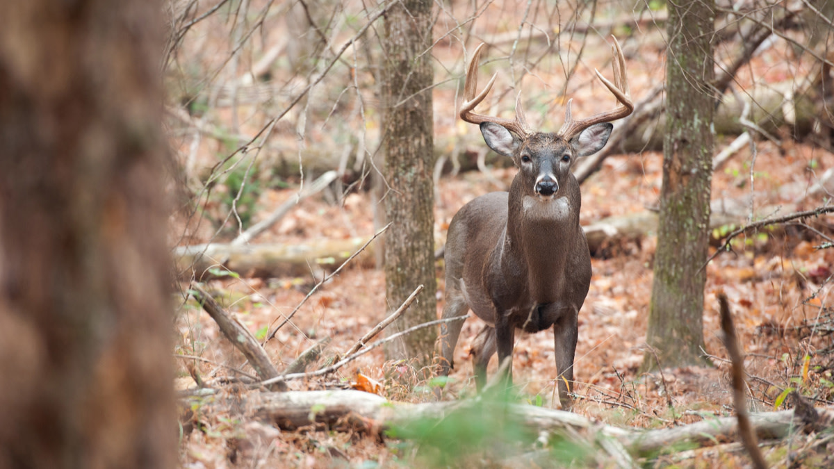 How Well Do Deer Hear?