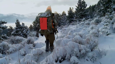 Hunter wearing orange hat and carrying backpack with orange panel walking through snow-covered shrubs