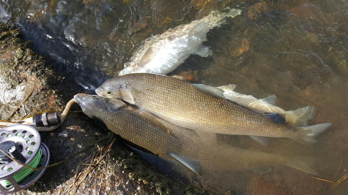 How to Catch and Prepare Mountain Whitefish