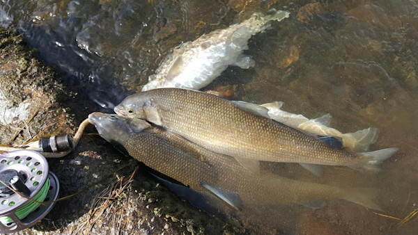 Script Whitefish How to Catch and Prepare Mountain Whitefish | MeatEater Fishing