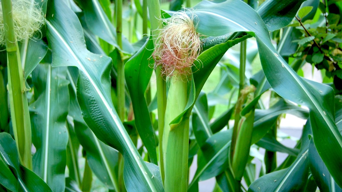 How To Grow Corn Wild Whole How To Grow Corn 