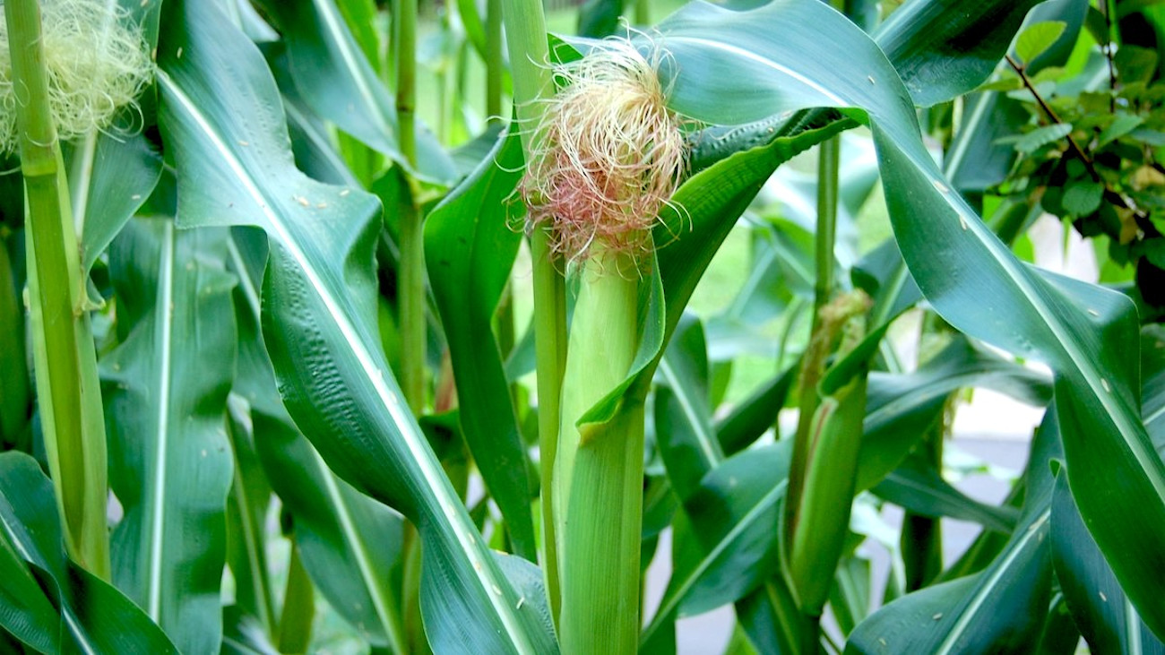 New Corn Tree How to Grow Corn | Wild + Whole