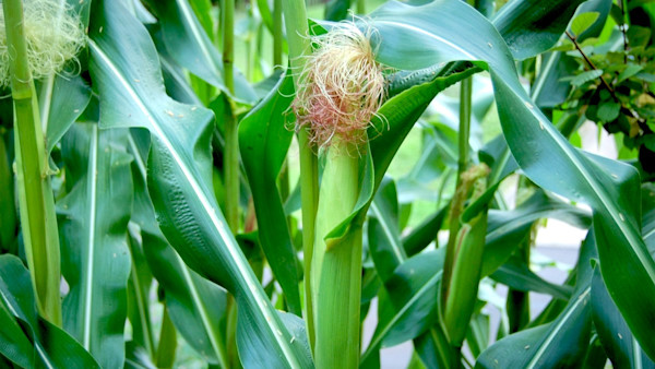 How to Grow Corn