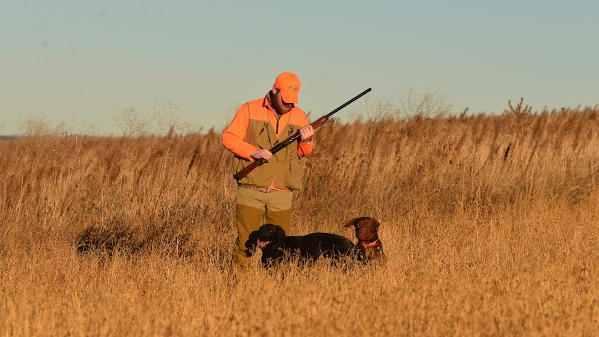 3 Reasons Why Your High-Drive Pheasant Dog Has Become a Bootlicker