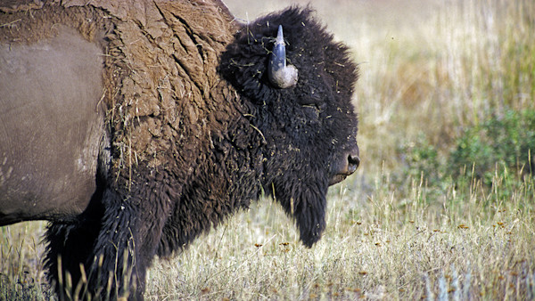 A Guide to Hunting Bison