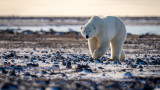 Polar Bear Kills Mother and Toddler in Alaska