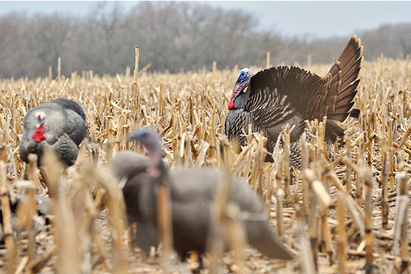 3 Never-Fail Turkey Decoy Setups