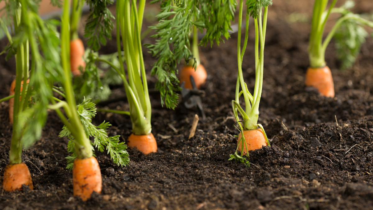 How to Grow Carrots