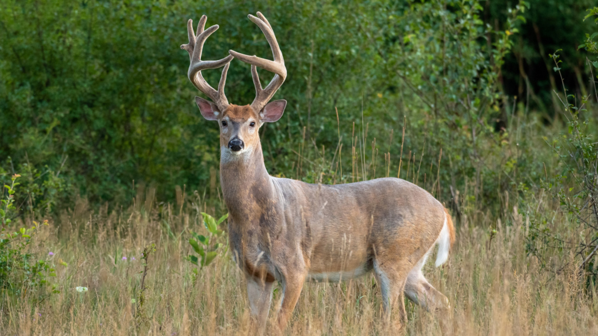 How To Kill A Whitetail Buck On Opening Day | MeatEater Wired To Hunt