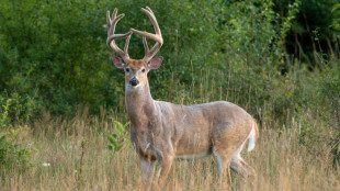 How to Kill a Whitetail Buck on Opening Day
