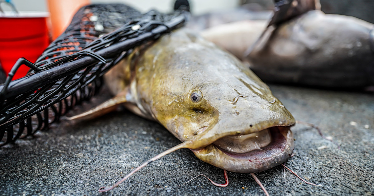 How to Catch Spring Catfish How to Catch Spring Catfish