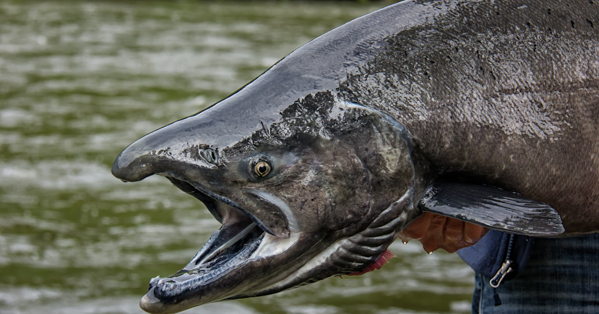 Large Fish Examples North America’s 5 Biggest Freshwater Fish | MeatEater Fishing