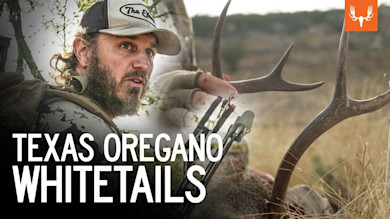 Texas Oregano Whitetails