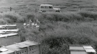 Castaway Antelope: How Hawaii Almost Had a Pronghorn Population