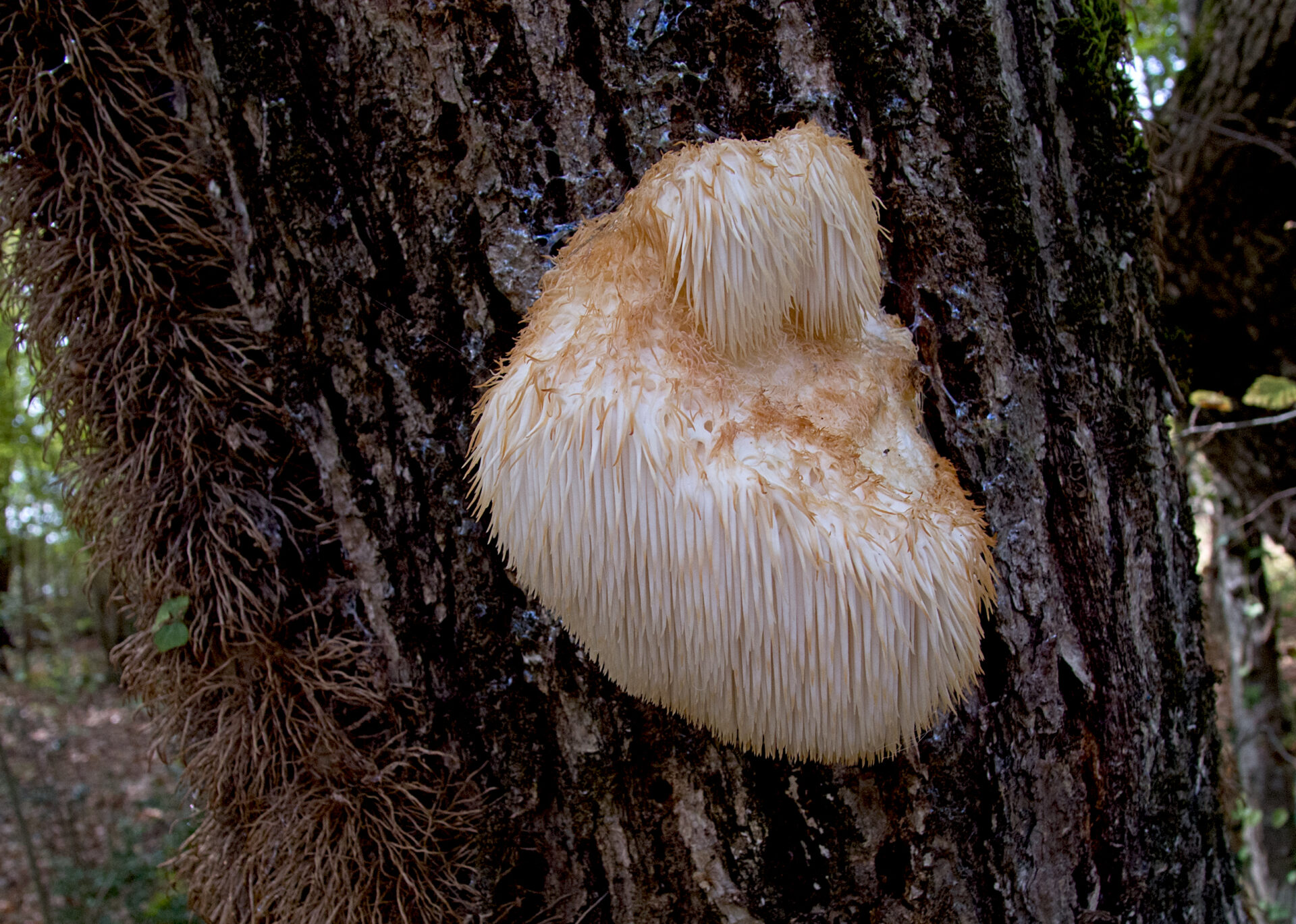 edible fall mushrooms