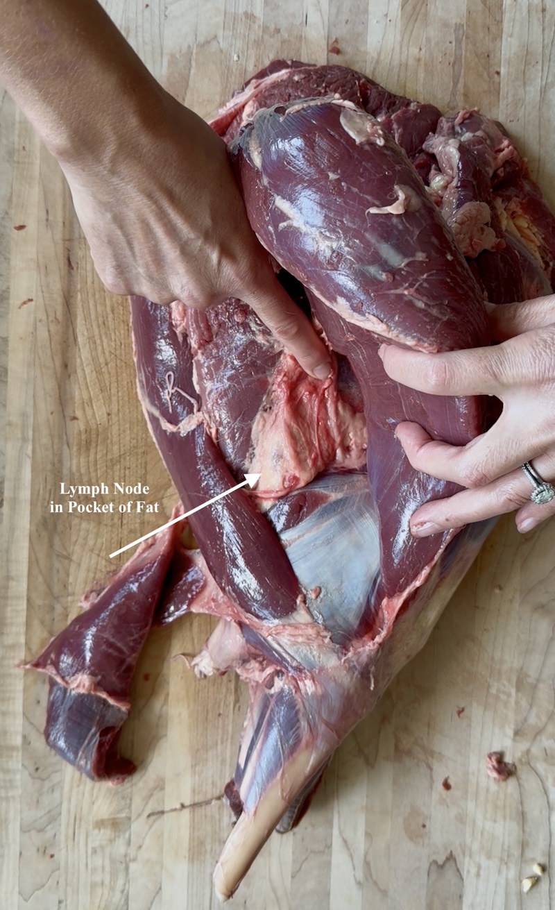 Lymph Node in Hindquarter