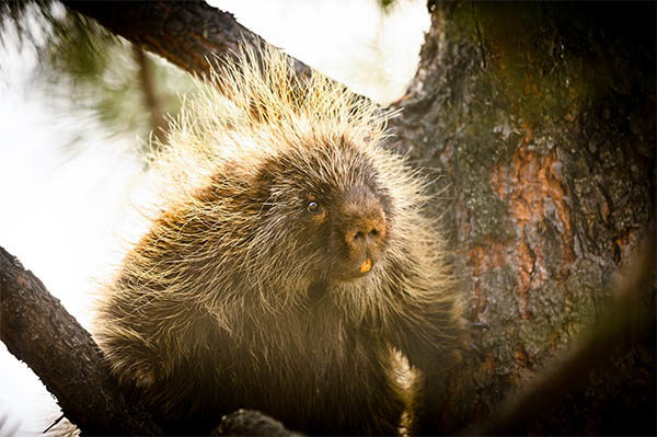 porcupine