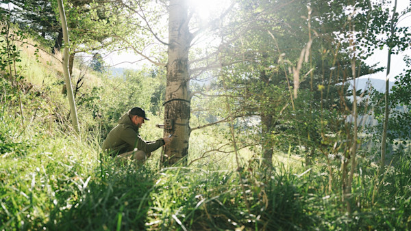 Plan Now for Deer Hunting Success This Fall