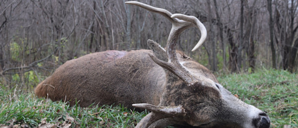 Friday Morning Mashup 11/3/17