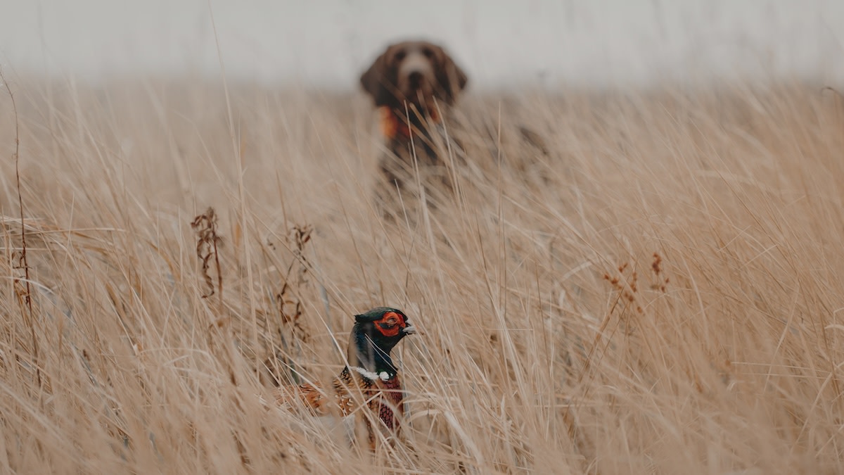 10 Most Versatile Hunting Dog Breeds