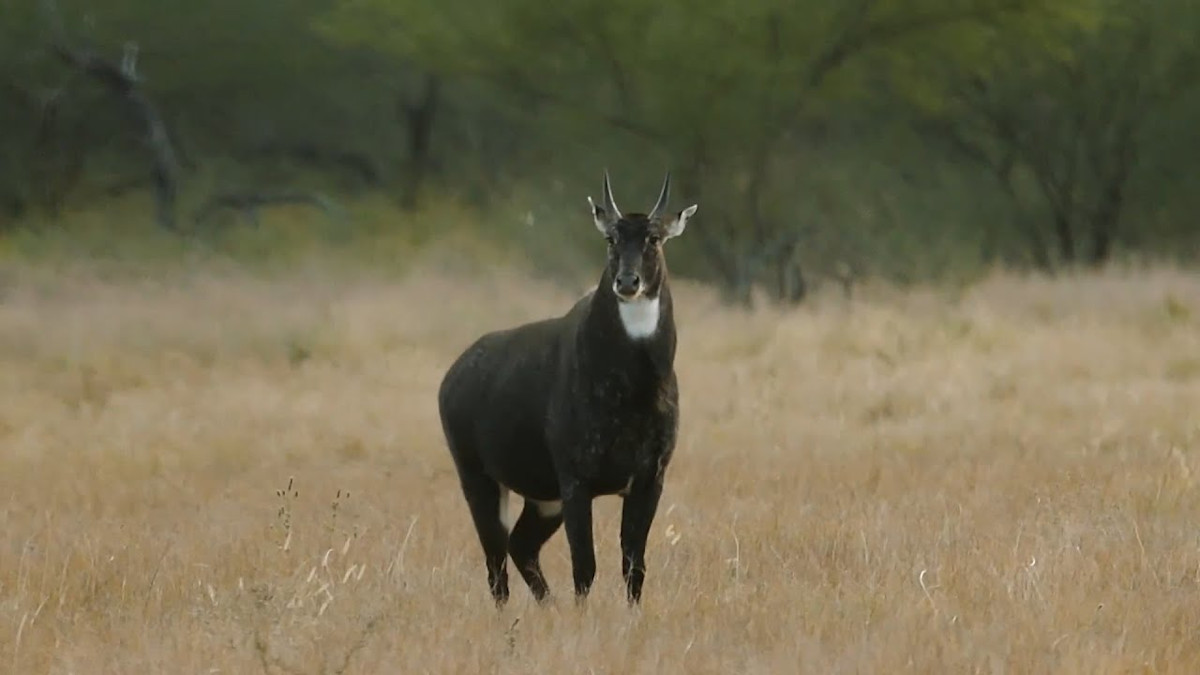 South Texas Nilgai