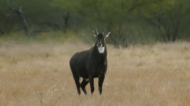 Nilgai antelope with white throat patch standing in dry grass with brushy trees behind