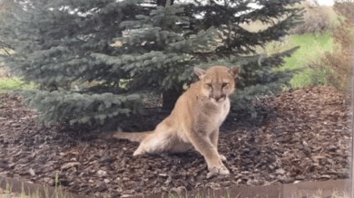 Researchers Identify Fatal ‘Staggering Disease’ in Colorado Mountain Lion 