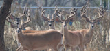 Texas Deer Association Board Member Among Suspects Named in "Ghost Deer" Smuggling Investigation
