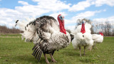 Understanding Domestic and Heritage Turkey Breeds