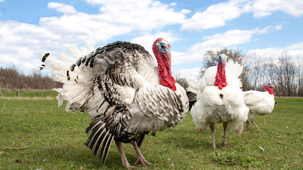 Understanding Domestic and Heritage Turkey Breeds