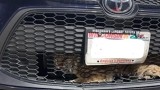 Video: Bobcat Found in Grill of Car
