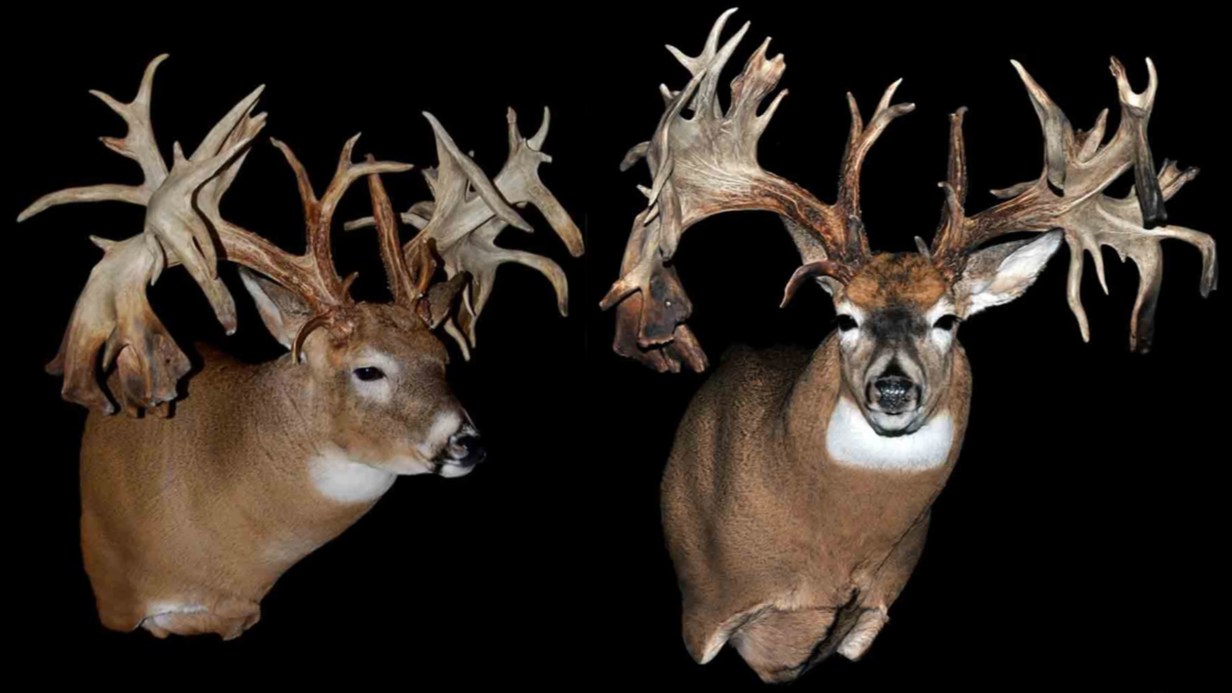 hole-in-the-horn-buck