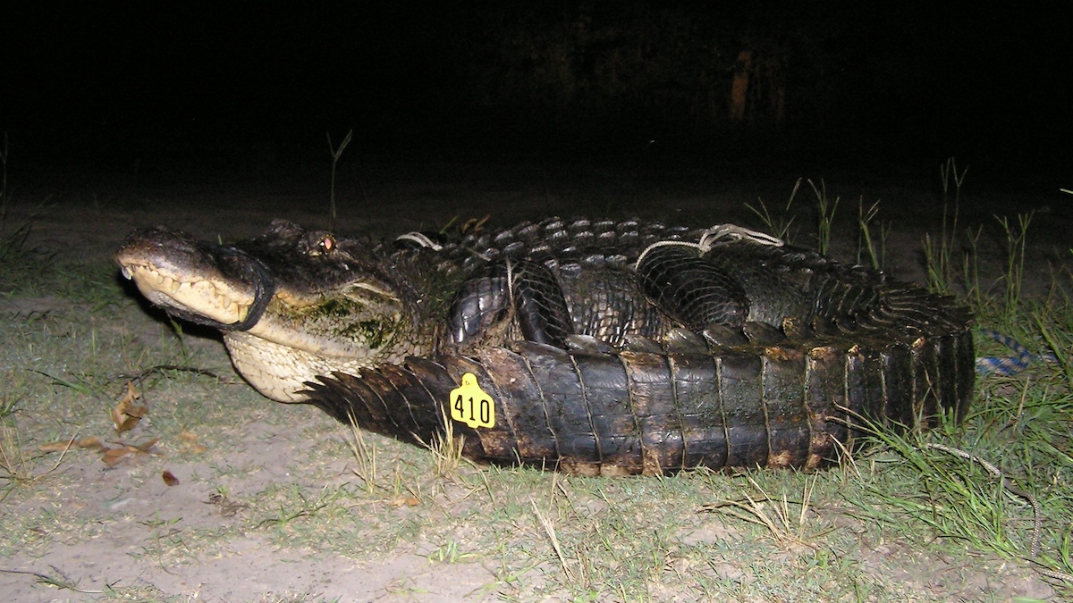 Mississippi Brothers Harvest Record Breaking Alligator MeatEater   Yellow 410 