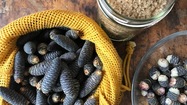 Mugolio: Pinecone Syrup You Can Put on Everything