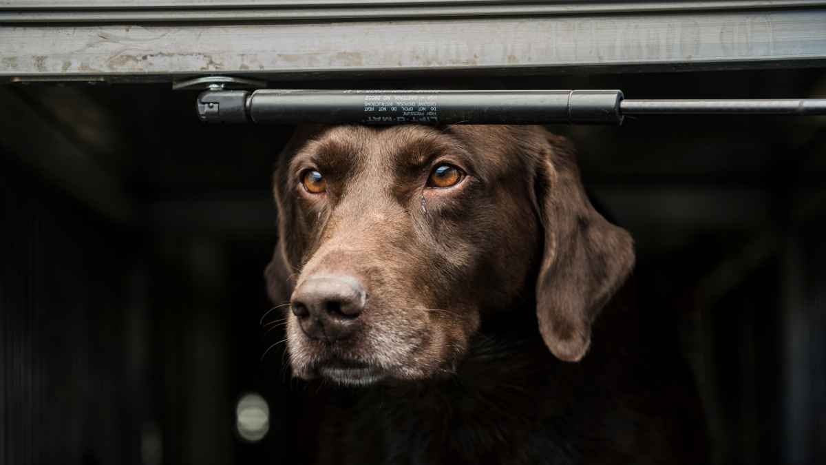 Gun best sale dog crate