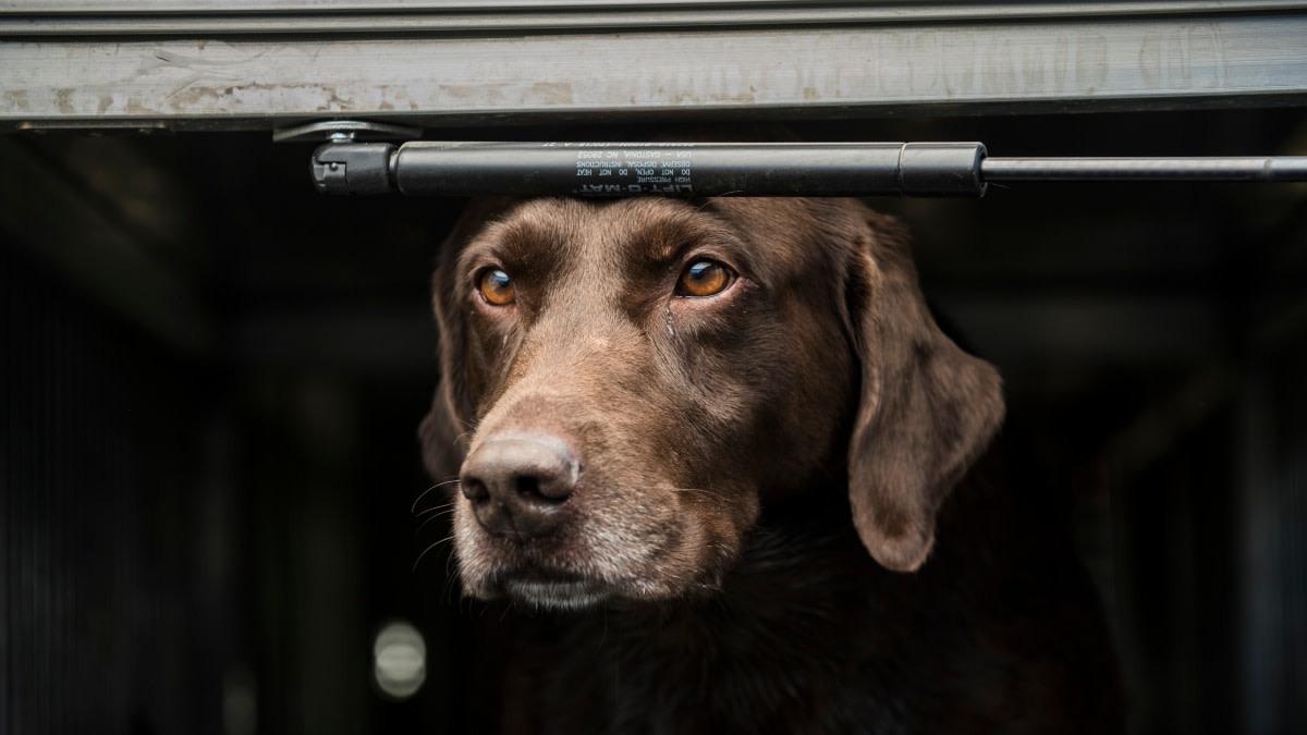 The Importance of Crate Training Your Dogs - Whole Dog Journal