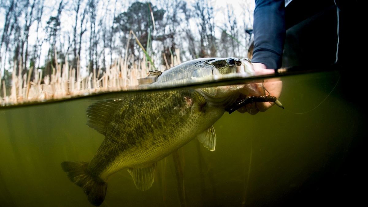 How North America’s Most Popular Fish Nearly Went Extinct