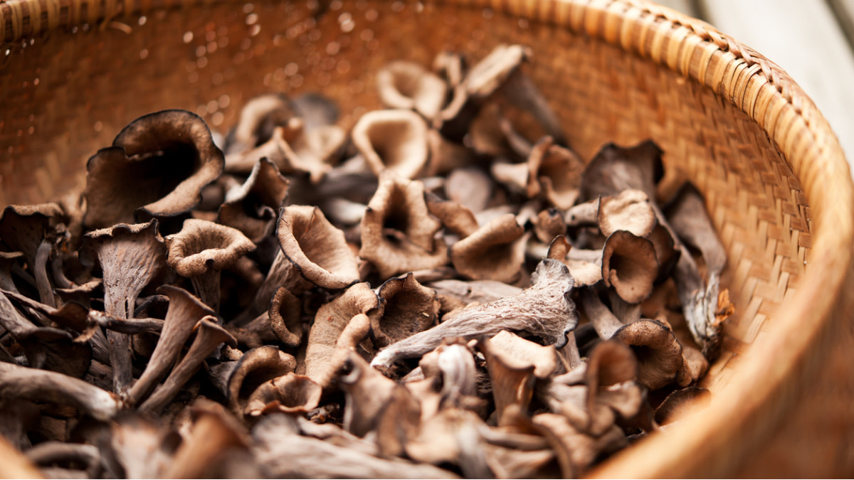 6 Beginner-Friendly Mushrooms You Can Find in Summer