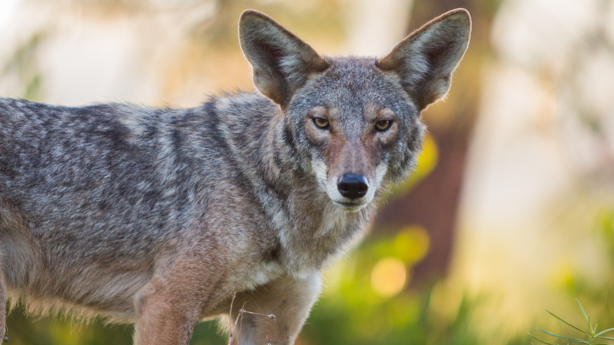 Why Coyotes Are Attacking People In Vancouver | MeatEater Conservation