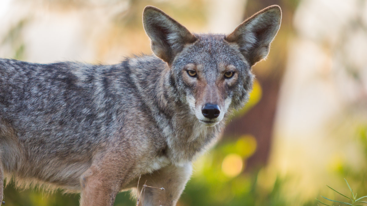 Why Coyotes are Attacking People in Vancouver | MeatEater Conservation