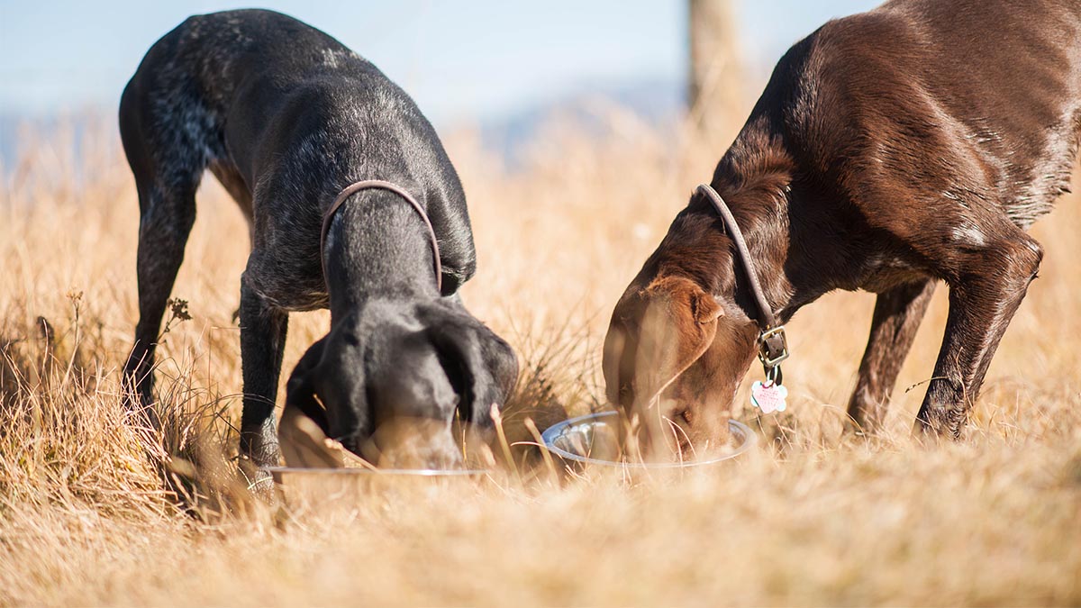 Dog food sale for hunting dogs