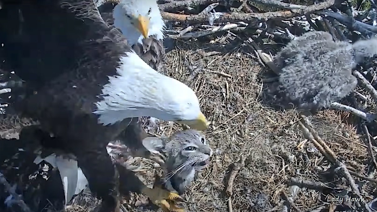 Video: Eagle Brings House Cat to Nest